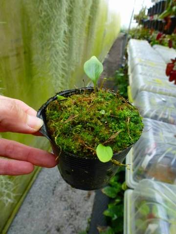 Utricularia（ウトリキュラリア/ミミカキグサ・タヌキモ）の商品一覧 