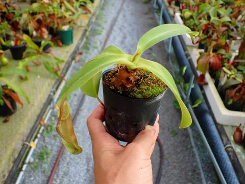 商品一覧 - Y's Exotics （山田食虫植物農園）