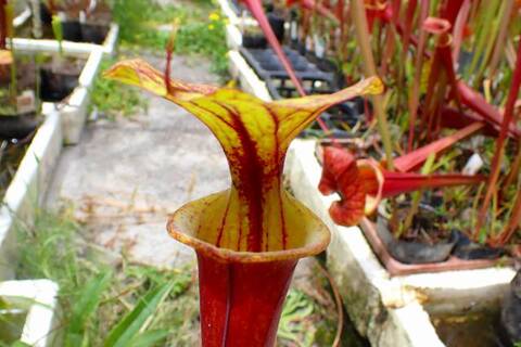 Sarracenia（サラセニア）の商品一覧 | Y's Exotics （山田食虫