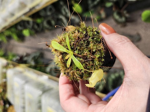 J172 1-3 N. undulatifolia x xharryana Tambuyukon #NNN