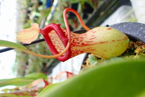 ゆうゆうネペンテス・ミランダ Nepenthes（ネペンテス/ウツボカズラ）の商品一覧 | Y's Exotics