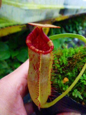 Nepenthes（ネペンテス/ウツボカズラ）の商品一覧 | Y's Exotics （山田食虫植物農園）