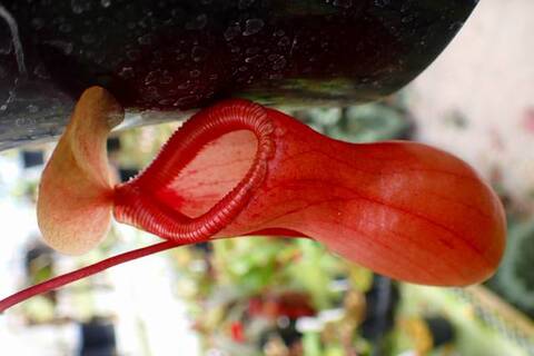 Nepenthes（ネペンテス/ウツボカズラ）の商品一覧 | Y's Exotics