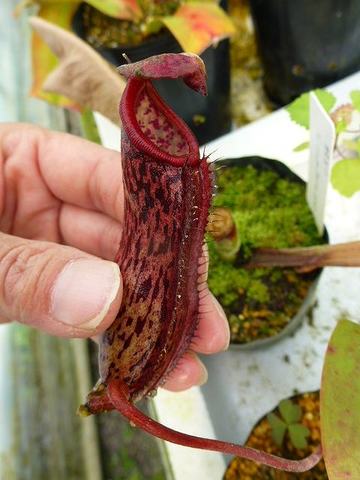 Nepenthes（ネペンテス/ウツボカズラ）の商品一覧 | Y's Exotics （山田食虫植物農園）