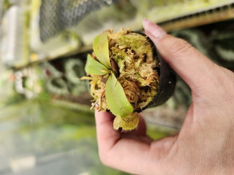 R613 1-4 N. veitchii Bario yellow peristome x villosa Kinabalu #NNN