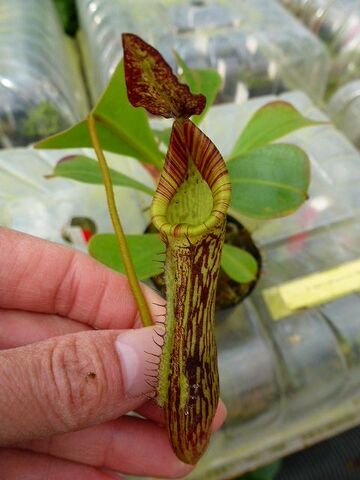 ネペンテス七種セット(宅急便発送) ウツボカズラ ネペンテス ジェントル 2.5~3号(1ポット) | チャーム