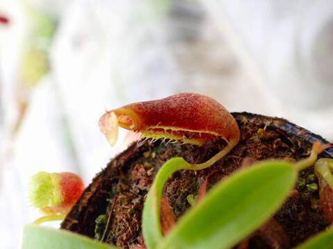 P205 5-1 [YA-14] N. sp. aff. bongso (from G. Gadut, seed-grown) Y's Lab