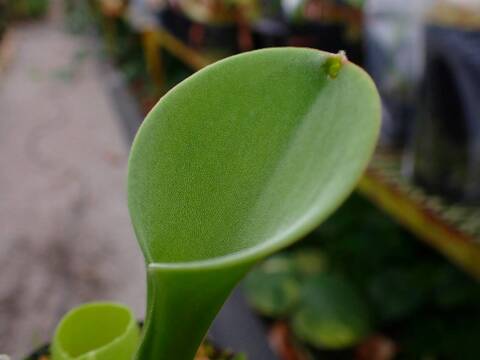 O164 1-1 H. exappendiculata (Apakapa Tepui) AW