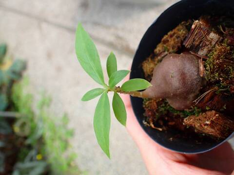 Y407 3-1  Myrmephytum spec. Irian java AW