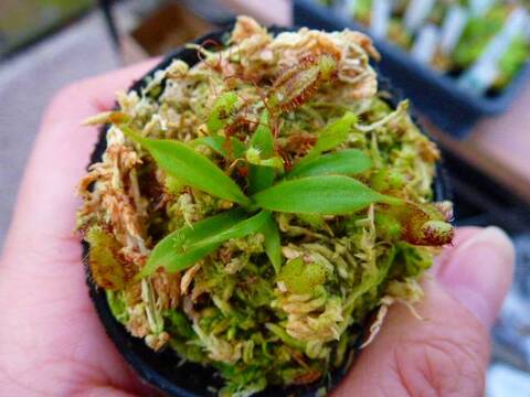 ゆうゆうネペンテス・ミランダ Nepenthes（ネペンテス/ウツボカズラ）の商品一覧 | Y's Exotics