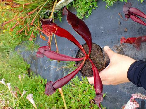 P044 S. purpurea x (rubra x flava) TF