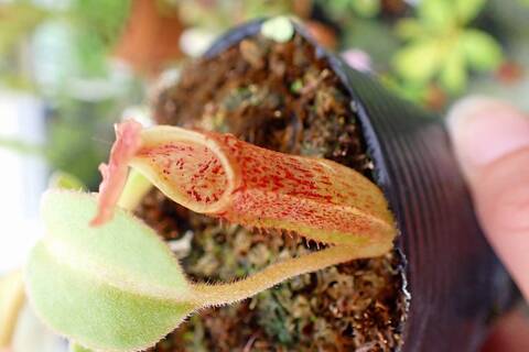 Nepenthes（ネペンテス/ウツボカズラ）の商品一覧 | Y's Exotics