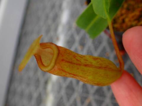 商品一覧 - Y's Exotics （山田食虫植物農園）