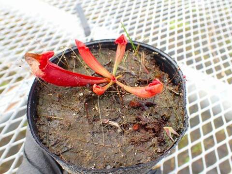 Y839 S. xEwalina Araflora