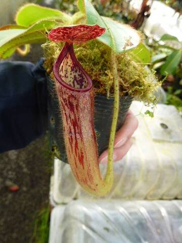 ゆうゆうネペンテス・ミランダ Nepenthes（ネペンテス/ウツボカズラ）の商品一覧 | Y's Exotics