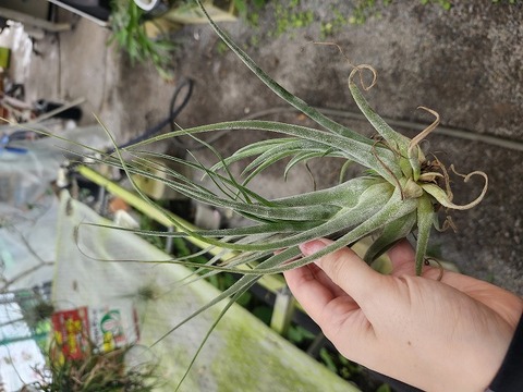 P758 3-1 T. ionantha x brachycaulos TI