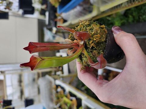 Heliamphora（ヘリアンフォラ）の商品一覧 | Y's Exotics （山田食虫植物農園）