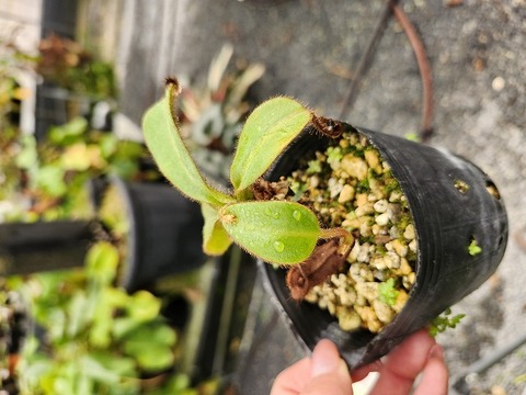 O125 5-3 N. veitchii canddy red stripe x veitchii (K) Y's 