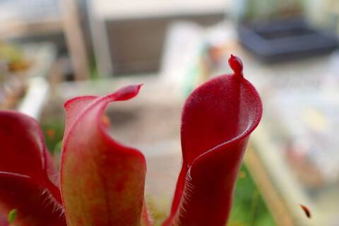 Heliamphora（ヘリアンフォラ）の商品一覧 | Y's Exotics （山田