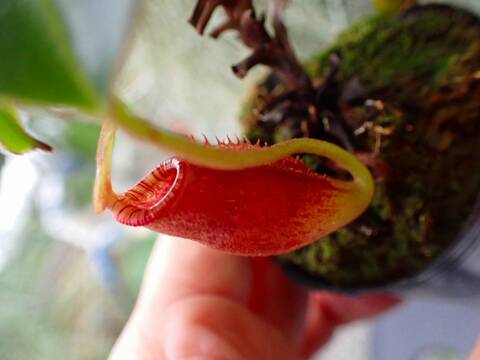 商品一覧 - Y's Exotics （山田食虫植物農園）