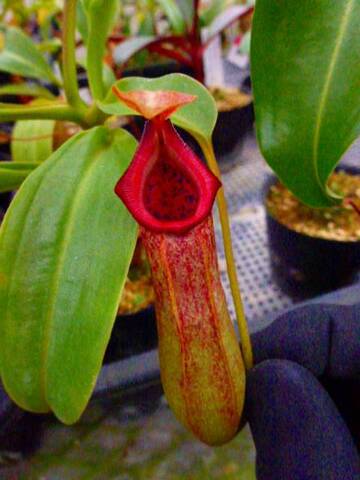 Nepenthes（ネペンテス/ウツボカズラ）の商品一覧 | Y's Exotics （山田食虫植物農園）