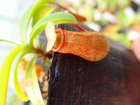 J621 5-3 N. ventricosa (e) red seedling Y's