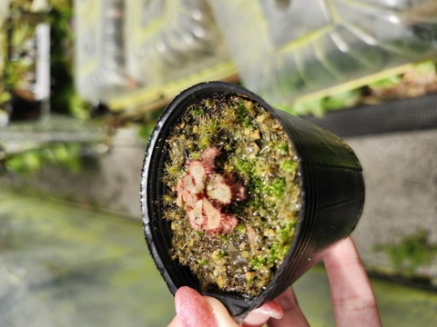 Drosera（ドロセラ/モウセンゴケ）の商品一覧 | Y's Exotics