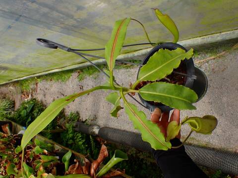 P460 1-1 N. maxima wavy stem x maxima (d) Sulawesi green Y's