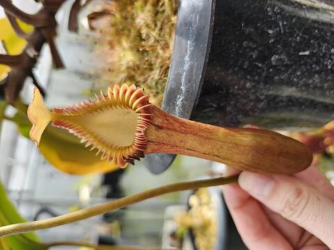 Nepenthes（ネペンテス/ウツボカズラ）の商品一覧 | Y's Exotics