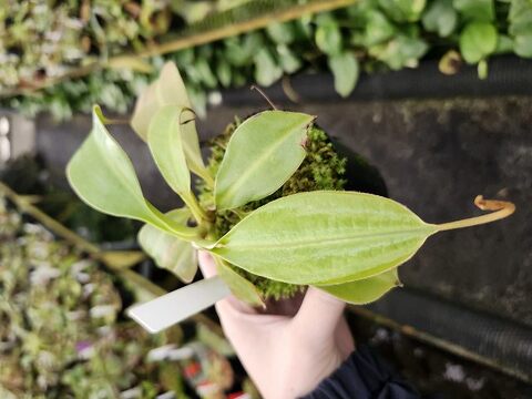 Nepenthes（ネペンテス/ウツボカズラ）の商品一覧 | Y's Exotics （山田食虫植物農園）