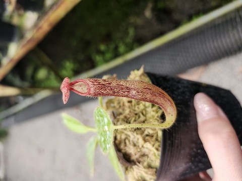 商品一覧 - Y's Exotics （山田食虫植物農園）
