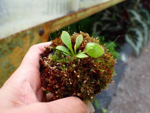 商品一覧 - Y's Exotics （山田食虫植物農園）