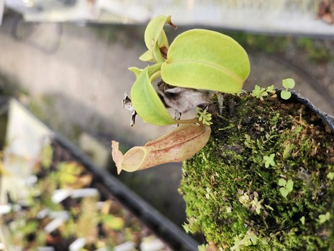 商品一覧 - Y's Exotics （山田食虫植物農園）