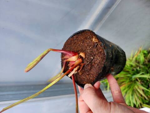 R120 S. leucophylla x Stevensii