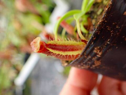 E254 5-1 [YA-14] N. sp. aff. bongso (from G. Gadut, seed-grown) Y's Lab