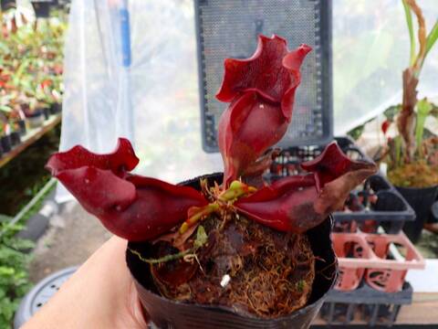 R147 1H S. purpurea ssp. venosa (伊勢花菖蒲園選別丸形株 No.16) MS