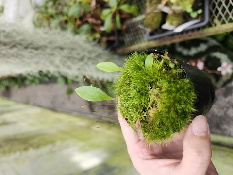 商品一覧 - Y's Exotics （山田食虫植物農園）