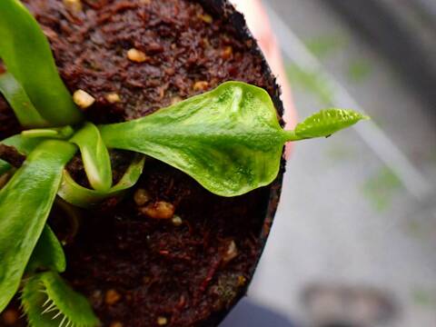 Y357 5-1 Dionaea muscipula 鈴木系 original