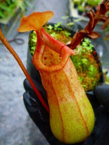 Nepenthes（ネペンテス/ウツボカズラ）の商品一覧 | Y's Exotics （山田食虫植物農園）