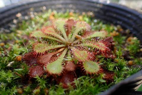 特別販売ページ！現品写真付！の商品一覧 | Y's Exotics （山田