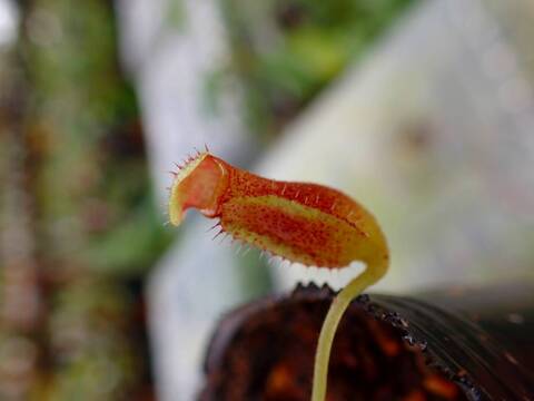 商品一覧 - Y's Exotics （山田食虫植物農園）