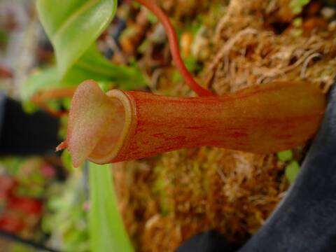 G072 5-3 #BBB N. ventricosa red seedling