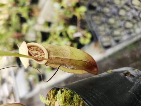 食虫植物N. xtrusmadensis AW clone:1 Nepenthes x trusmadiensis clone 1 #1 / N.hamata #3 / N.dubia #1