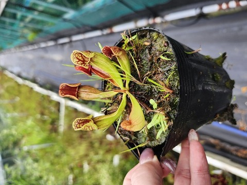 Sarracenia（サラセニア）の商品一覧 | Y's Exotics （山田食虫