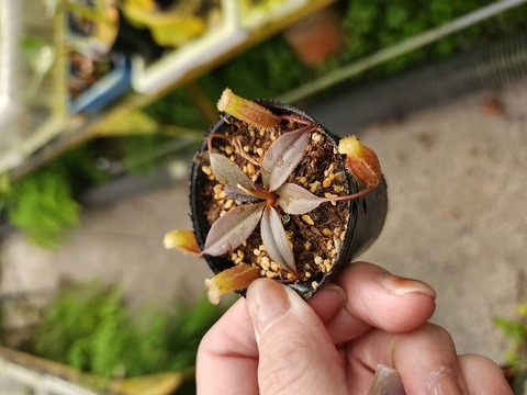 ぺんぺす Narrow Track Pant - C/PE Velour – NEPENTHES ONLINE STORE