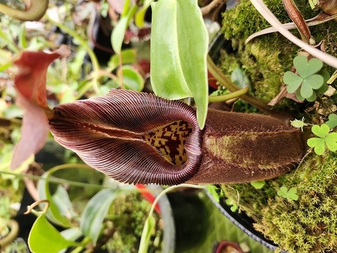 商品一覧 - Y's Exotics （山田食虫植物農園）