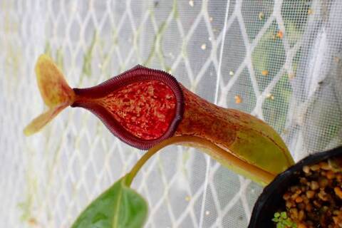 Nepenthes（ネペンテス/ウツボカズラ）の商品一覧 | Y's Exotics