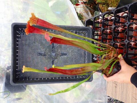 R140 1H S. Hybrid Y's