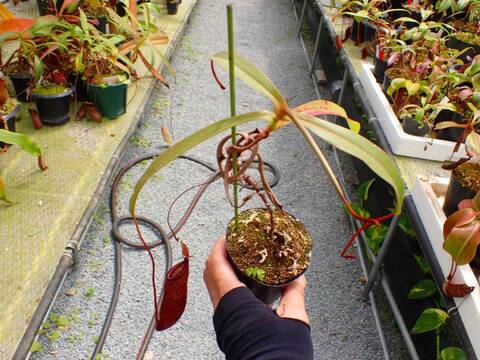 E139 5-3 N. ventricosa x densiflora