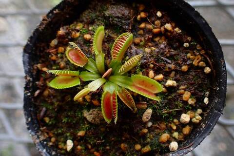 Dionaea muscipula（ディオネア/ハエトリソウ）の商品一覧